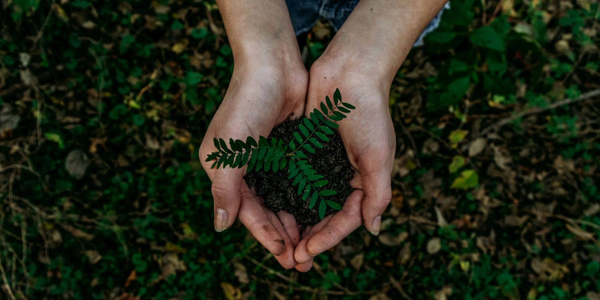 Manos sosteniendo un puñado de tierra con una plántula verde